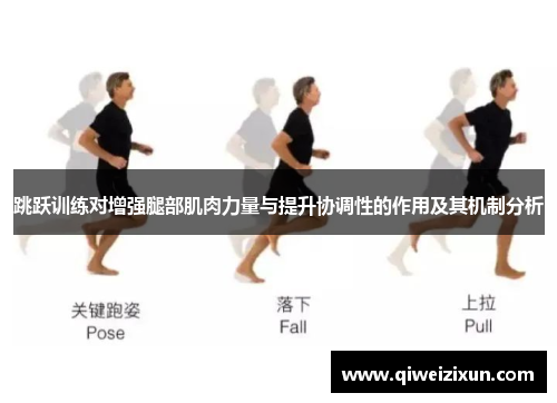 跳跃训练对增强腿部肌肉力量与提升协调性的作用及其机制分析